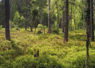 Moore, Sümpfe und Quellen Moorwälder* FFH-Lebensraumtyp 91D0* Dieser Lebensraumtyp umfasst Nadel- und Laubwälder auf feuchtnassem Torfsubstrat.