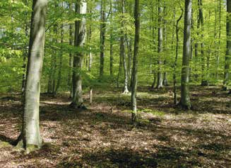 Buchenwälder sauren und relativ nährstoffarmen Standorten der Ebene bis in die Kammlagen der Mittelgebirge vor.