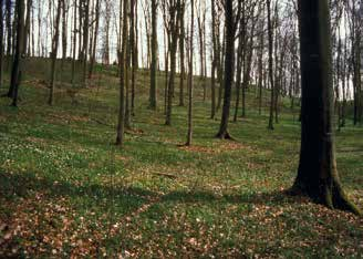 Buchenwälder Bodenvegetation und Standort. Für den Artenschutz sind vor allem die flechten- und moosreichen Bestände auf nährstoffarmen, ausgehagerten Standorten wichtig.