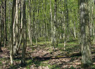 Eichenwälder FFH-Richtlinie besonders schützenswert.