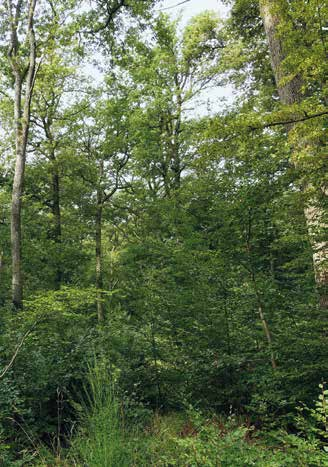 Eichenwälder Rohr-Pfeifengras (Molinia arundinacea), Adlerfarn (Pteridium aquilinum), Heidelbeere (Vaccinium myrtillus), Wiesen-Wachtelweizen (Melampyrum pratense), Wald-Geißblatt (Lonicera