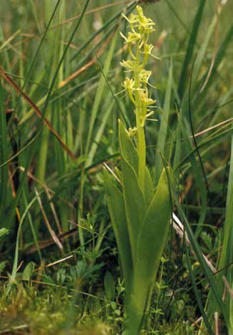 Farn- und Blütenpflanzen Sumpf-Glanzkraut (Liparis loeselii) Das Sumpf-Glanzkraut ist eine zierliche, unscheinbare Orchidee mit gelblich-grünen Blüten.