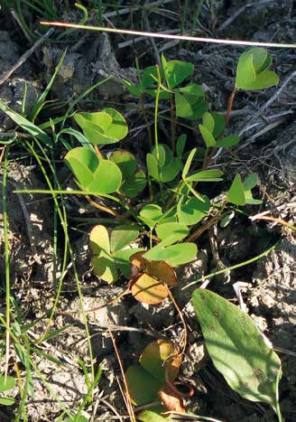 Farn- und Blütenpflanzen Kleefarn (Marsilea quadrifolia) Der Kleefarn ist eine ausdauernde Wasserpflanze mit oberirdisch kriechenden Sprossen.