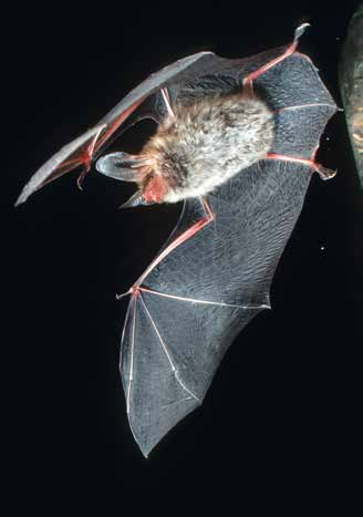 Säugetiere Bechsteinfledermaus (Myotis bechsteini) Von Kopf bis Rumpf misst die Bechsteinfledermaus 4,5 5,5 cm. Ihre Flügelspannweite beträgt 25 29 cm.