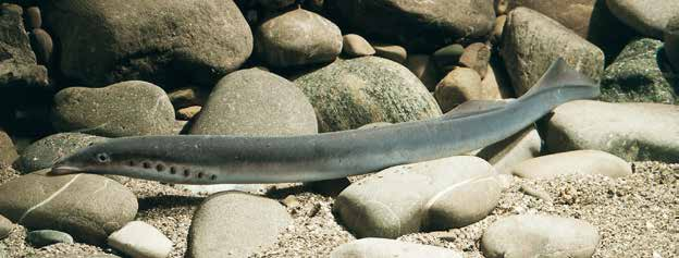 Rundmäuler und Fische Flussneunauge Rundmäuler und Fische Flussneunauge (Lampetra fluviatilis) Das Flussneunauge ist ein anadromer Vertreter der Rundmäuler und kann als ausgewachsenes Tier eine