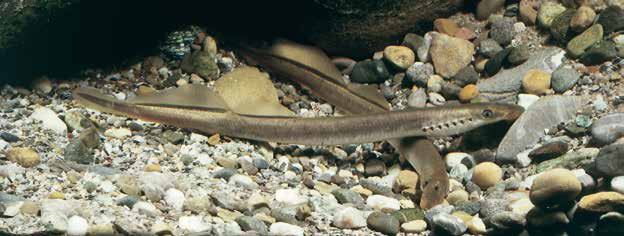 Rundmäuler und Fische Bachneunauge Bachneunauge (Lampetra planeri) Das Bachneunauge hat einen ähnlichen Lebenszyklus wie das Flussneunauge, wandert nach der Metamorphose aus dem Larvenstadium aber