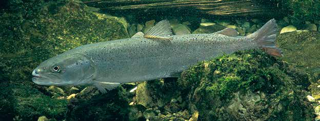 Rundmäuler und Fische Huchen Huchen (Hucho hucho) Mit einer Körperlänge von bis zu 1,50 m gehört der räuberisch lebende Huchen zu den größten Lachsfischen.