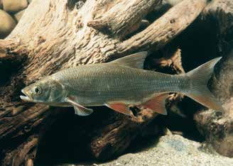 Rundmäuler und Fische Rapfen (Aspius aspius) Der Rapfen ist der einzige Vertreter unter den einheimischen Karpfenfischen, der als erwachsener Fisch eine ausschließlich räuberische Lebensweise führt.
