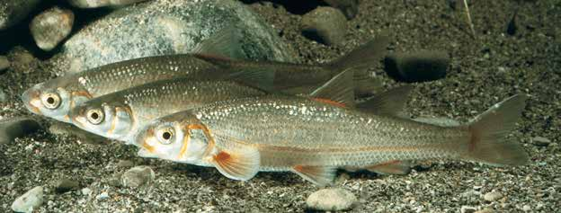 Rundmäuler und Fische Strömer Strömer (Leuciscus souffia agassizi) Der Strömer ist ein kleiner Karpfenfisch (bis ca.