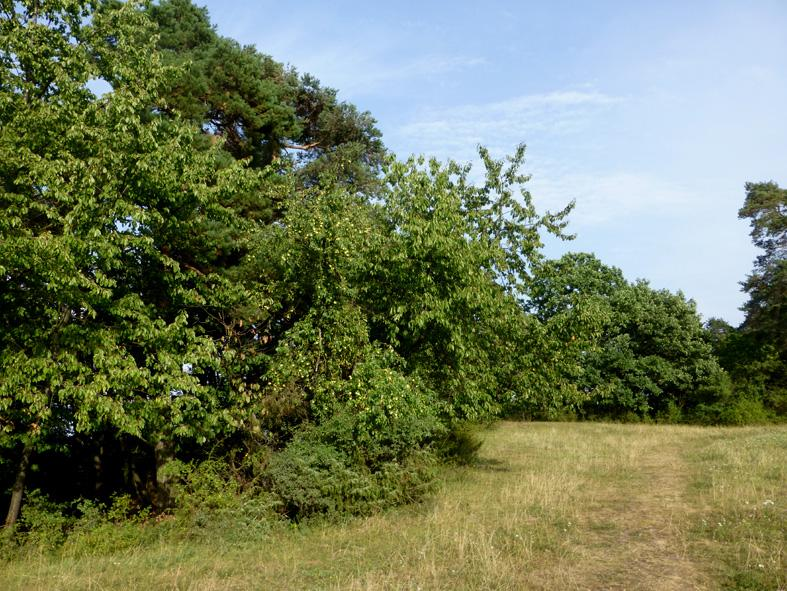 Abb. 6 Obstbäume im Bereich von IIa Bei IIa handelt es sich um eine Art Lichtung im nordöstlichen Bereich, die an drei Seiten von Baumbeständen umgeben ist.