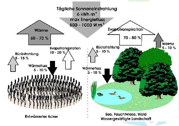 nach Pokorny 2007