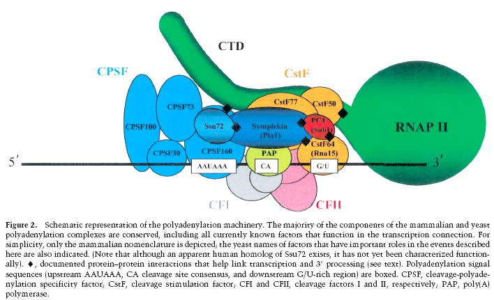 Die Polyadenylierung ist ähnlich komplex wie die Initiation!
