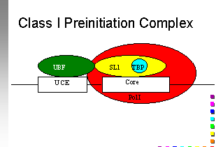 RNA Polymerase I Promotor und Initiationskomplex = upstream control