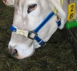 Steigende Milchleistungen Unterstützung: - Herdenmanagement - Datengewinnung - Datenaufzeichnung -