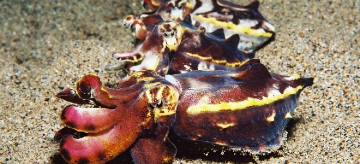 Die Philippinen bieten fantastische Tauchplätze und eine großartige Unterwasser-Vielfalt mit einzigartigem Makro- und Nachttauchen - ein Paradies für Unterwasser-Fotografen und Liebhaber alles