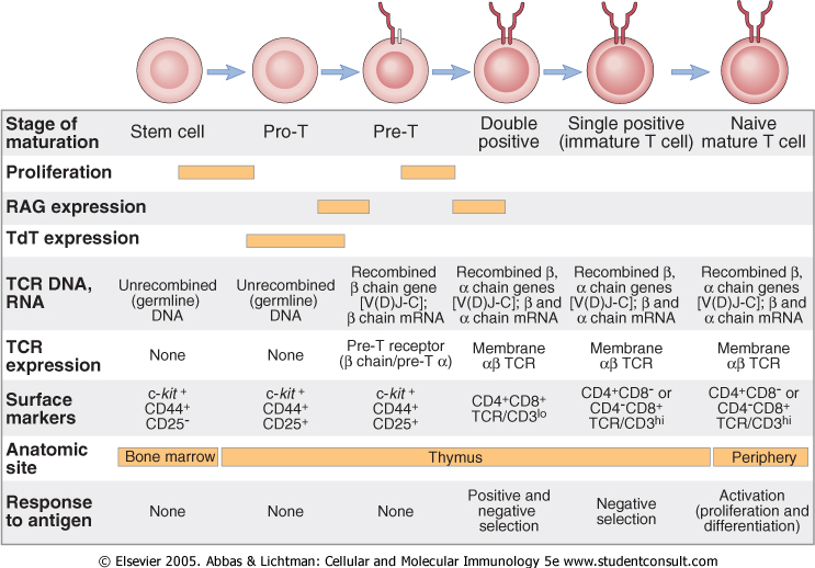 Dendritische Zellen, NK-Zellen γδ T-Zellen DN