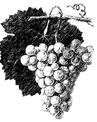 Tafeltrauben Tafeltrauben unterscheiden sich von Weintrauben neben der Beerengröße und einer eher lockeren Traube vor allem durch die festere Konsistenz des Fruchtfleisches.