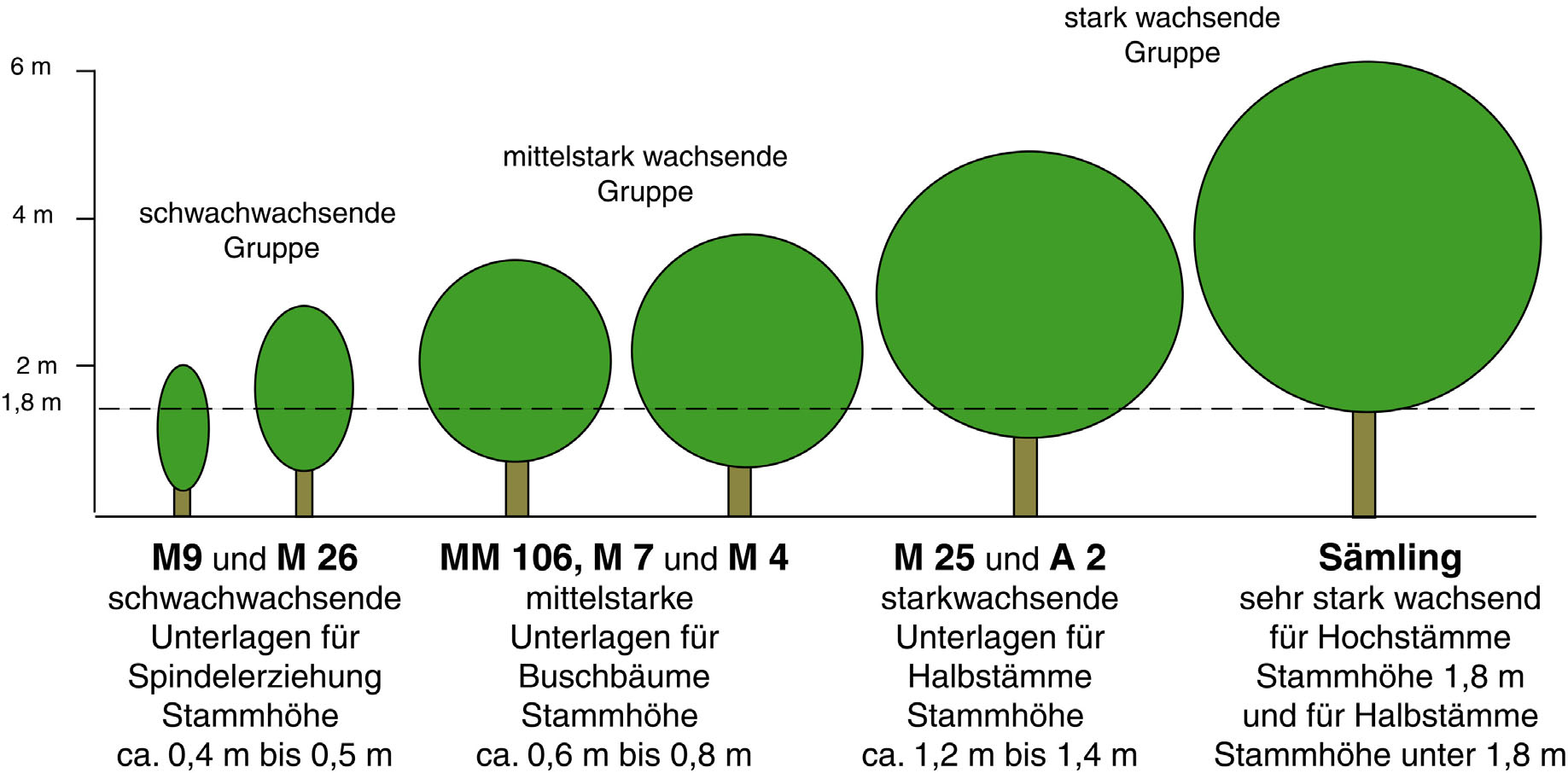 Edelkastanien (Maronen) Die zu den Buchengewächsen zählende Eßkastanie (Castanea sativa) ist nicht mit der bei uns häufig angepflanzten Roßkastanie (Aesculus hippocastanea) verwandt.