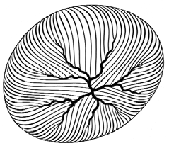 Die Linse besteht aus den zellulären, weichen Linsenfasern (), die vorne und hinten in den Linsensternen () verankert sind.