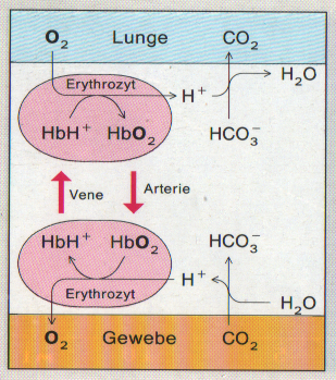 Gastransport und Blutpuffersystem HCO 3 - + H 3 O + --> H 2 CO 3 + H 2 O --> 2 H 2 O + CO 2 Erythrocyten im Blut enthalten Hämoglobin (Hb). Hb kann O 2 binden und gibt dabei Proton ab (sauer).