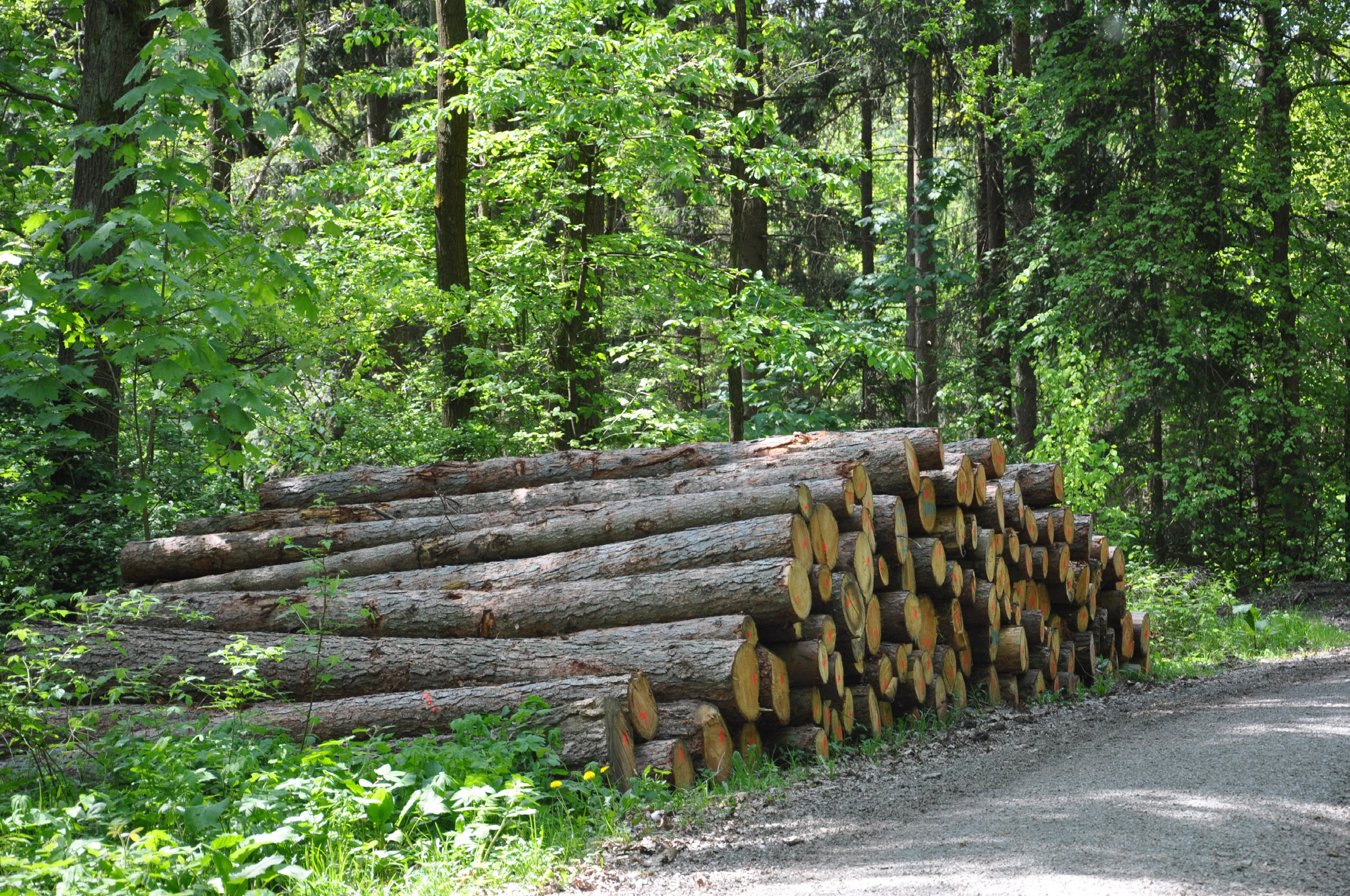 Verfügbarkeiten von Holz und Zukunftsfähigkeit der deutschen Wälder Die Verfügbarkeit von Menge und Art an Rundholz auf dem Markt hängt nicht nur von Flächen, Baumaltern und Zuwächsen ab, sondern