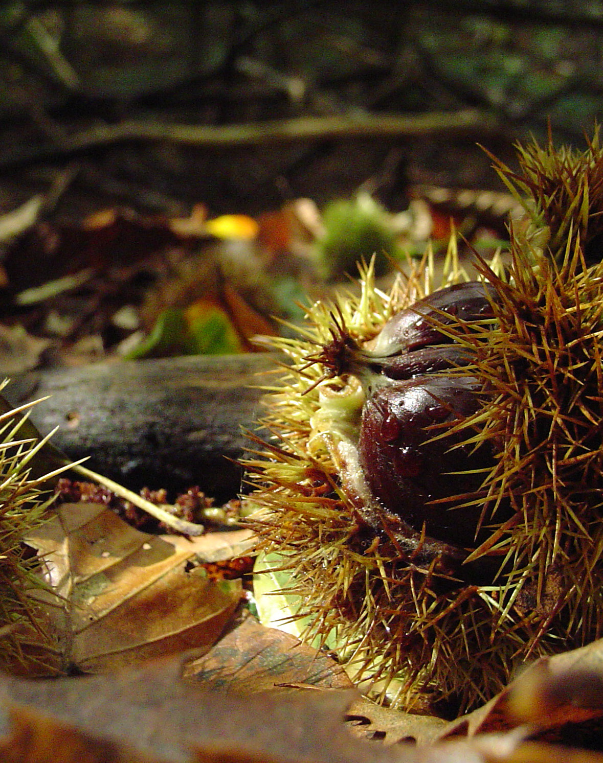 Deutsche Wälder im Europäischen Vergleich Deutsche Wälder sind im europäischen Vergleich zu einem hohe Anteil zertifiziert und haben vergleichsweise hohe Kohlenstoffvorräte.