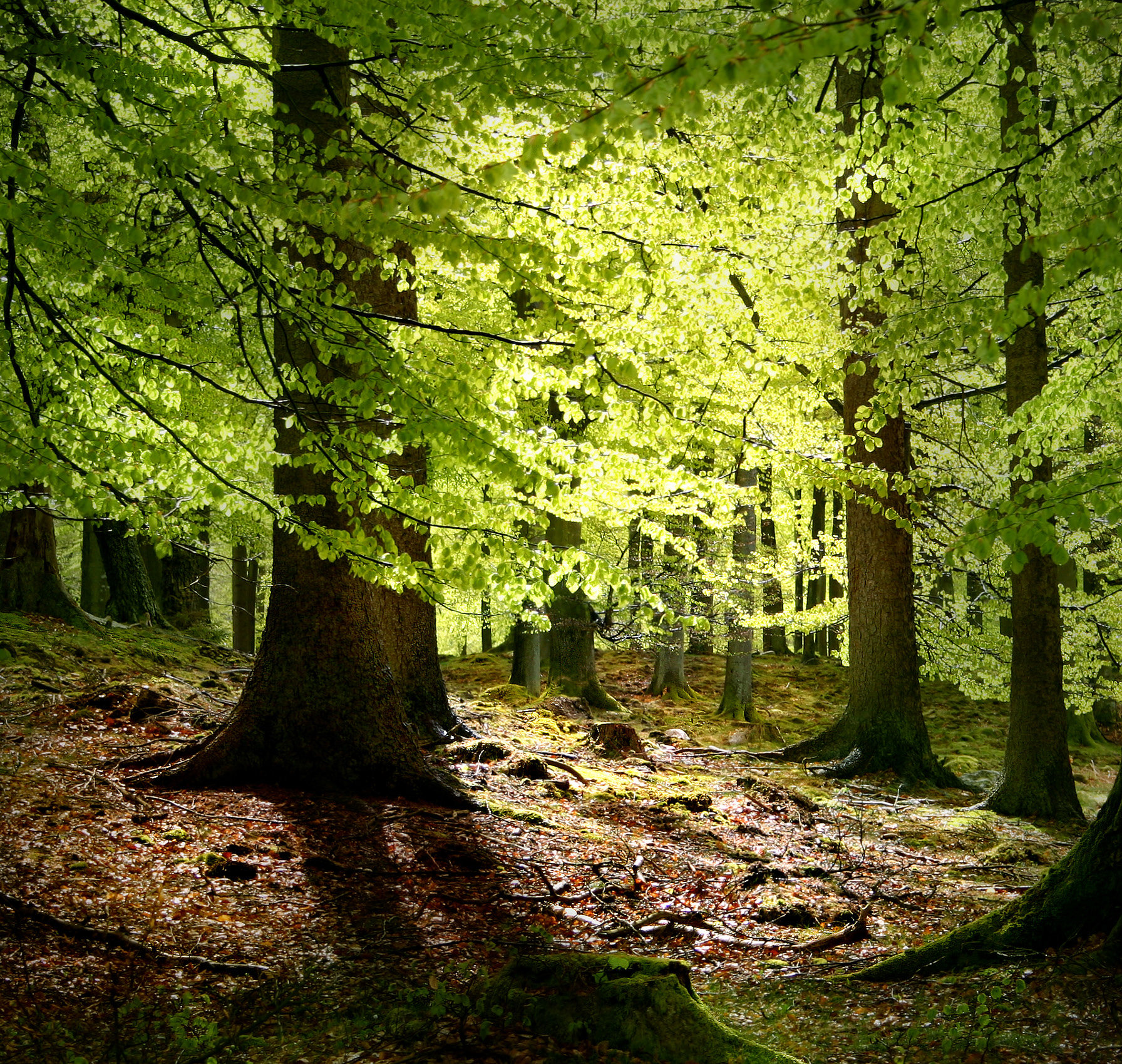 Im Gegensatz zu anderen Ländern in Europa ist die Besitzstruktur in Deutschland vielfältig und der Privatwald wie der Kommunalwald haben vergleichsweise hohe Anteile an den Waldflächen, verglichen