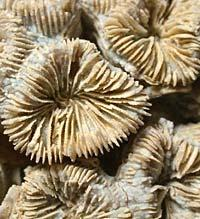 SiO 2 -Pseudomorphosen Verkieselte Korallen aus