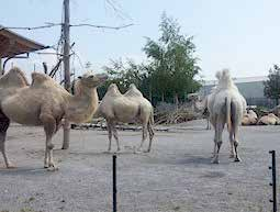 Ein gelungener Fall von «Verhaltensbereicherung» für alle beteiligten Tierarten! Kamele Die Kamele sind mit Zackelschafen und Chabo Hühnern vergesellschaftet.
