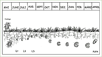Nematoden Gartenlaubkäfer Der Schädling: Der 8-11 mm große Gartenlaubkäfer»Phyllopertha horticola«wird auch Junikäfer oder Kleiner Rosenkäfer genannt.