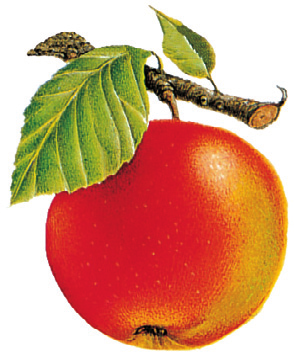 Verwendung: Die Äpfel eignen sich nicht zur Lagerung und sollten möglichst erntefrisch verwendet werden.