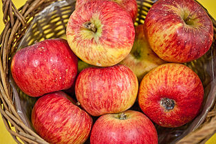Apfelsorten Gala, Golden Delicious, Granny Smith und Jonagold im Verhältnis zu anderen Sorten besonders häufig als für Apfelallergiker unverträglich genannt.