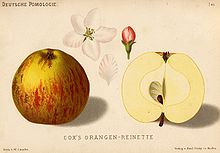 Der Cox Orange ist eine zu den Renetten zählende Sorte des Kulturapfels (Malus domestica). Der Apfel wurde im frühen 19. Jahrhundert in England als Sämling eines Ribston Pepping entdeckt.