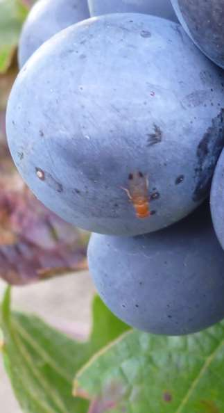 Bayerische Landesanstalt für Weinbau und Gartenbau Biologie der Kirschessigfliege Drosophila suzukii Alle Bilder LWG Nur gegen einen Schädling, den man kennt, kann man wirkungsvoll etwas tun.