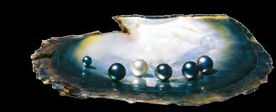 Von weißen und goldenen Südsee-Perlen über dunkle Tahiti-Perlen bis hin zu bunten Süßwasserperlen ob makellos rund oder sinnlich-barock: Die schimmernden Wunder der Natur begeistern in all ihren