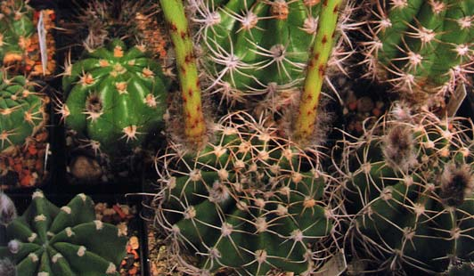 Die Blüten erreichen ca. 17 cm Länge, bei 8-9 cm Ø und haben schön gefranste Petalen. Echinopis spec.