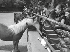 Mit Begeisterung wanderten die Kinder durch den Park und fütterten das eine oder andere Tier. Die Attraktion war jedoch die Fütterung der weißen Wölfe.