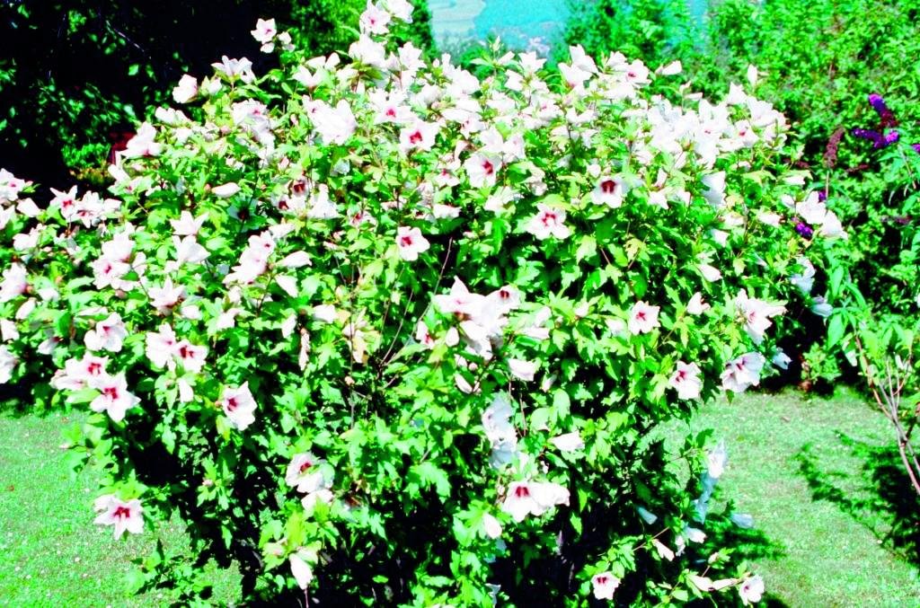 Silberstrauch (Perovskia Arten) Rückschnitt im März auf fingerlange Zapfen. Sommerflieder (Buddleja davidii) Starke Stämmchen zurückschneiden auf 2-3 Augen, schwache ganz entfernen.