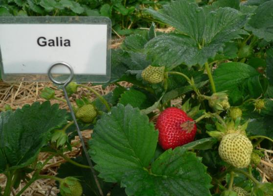 Handelsfähiger Ertrag: 132,8g Die Sorte Galia fällt von ihrer Reifezeit in den mittelspäten bis späten Erntebereich.