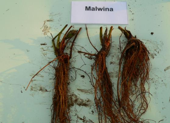 Malwina Abb. 32: Pflanzgut der Sorte Malwina Abb.