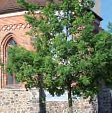 de Um die historische Stadtpfarrkirche Beelitz zu erhalten, können Sie mithelfen: Werden Sie Mitglied im Förderverein Stadtpfarrkirche Beelitz e. V., Poststr. 5, 14547 Beelitz. Vielen Dank.