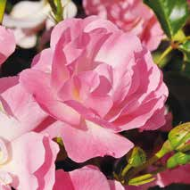 In der aktuellen Ausgabe unserer neuen Kundenzeitschrift grüne Liebe finden Sie Interessantes zu Rosen,
