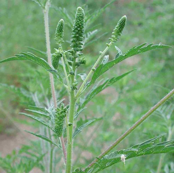 Ragweed Ambrosia artemisiifolia Blätter Blattstellung: oben: wechselständig unten: gegenständig Laubblätter: