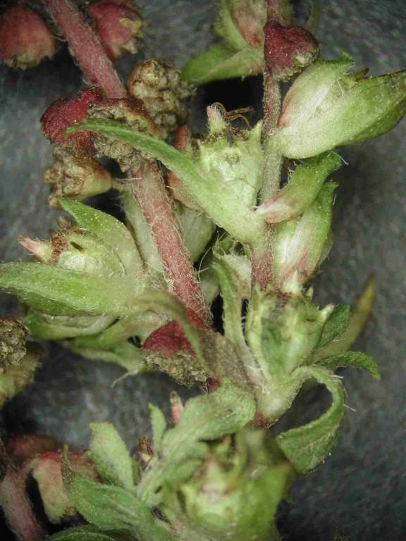 Ragweed Ambrosia artemisiifolia Blüten Blüten: Körbchenblütler!