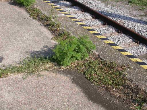 Ausbreitungsvektoren von Ragweed in