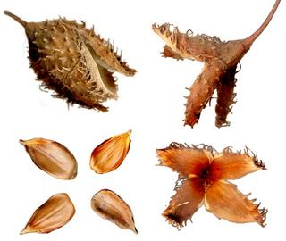 Die Verbreitung der Samen erfolgt häufig über Eichhörnchen und Eichelhäher, die im Herbst die Früchte sammeln und sie häufig in ihren Verstecken vergessen (Hähersaaten).