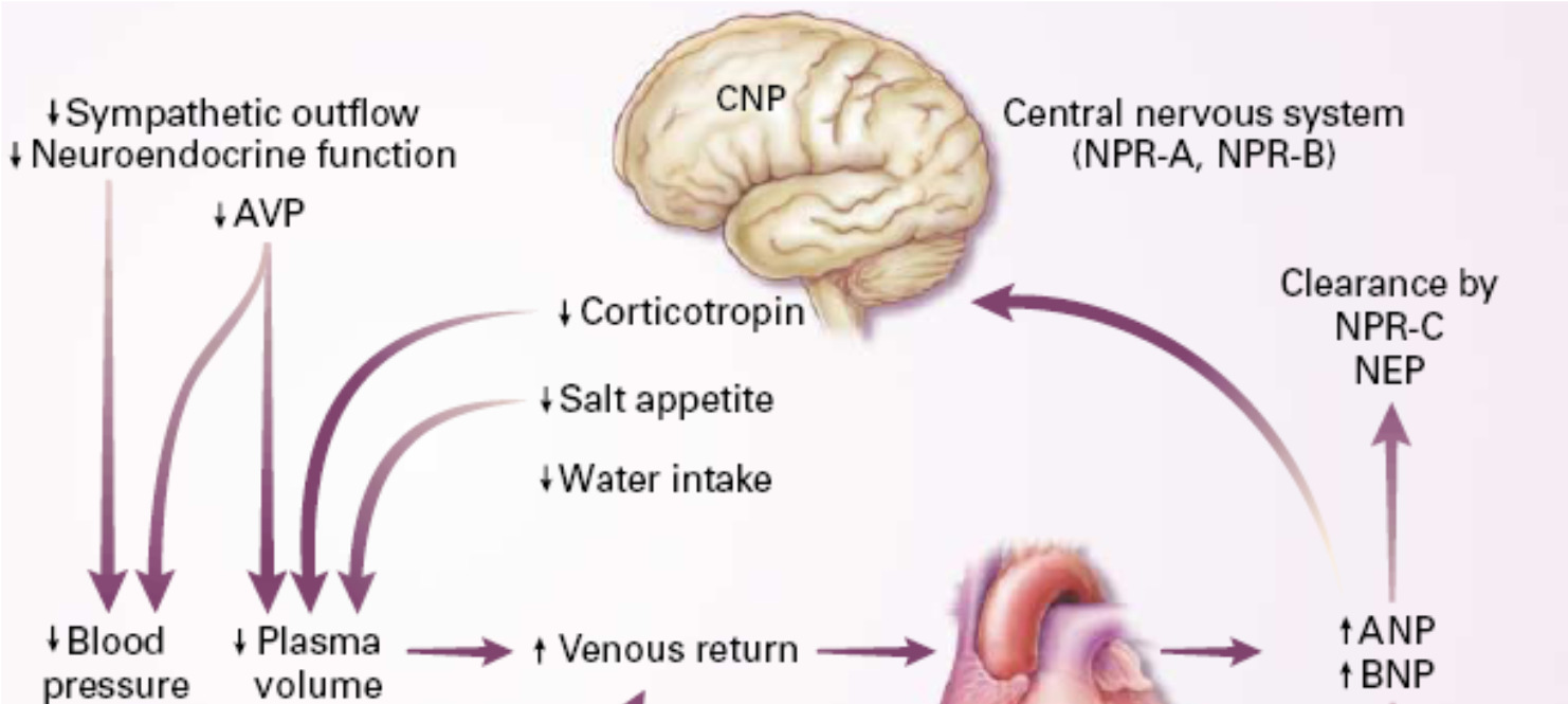 B-type (brain) Natriuretic Peptide BNP = good