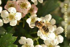 Georg Petrausch Honigqualität in der Großstadt Seite 5 2. Honig-Sorten aus der Großstadt In Großstädten finden die Bienen ein überaus weites Spektrum unterschiedlichster Blüten.