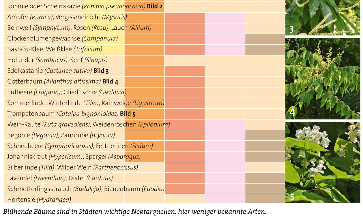 Hamburg-Altona im Jahre 2009. In Honigen aus anderen Stadtteilen wurden weitere, wiederum ganz andere Pollensorten gefunden.