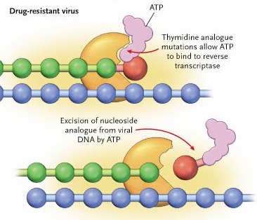 Thymidin-Analoga (AZT, d4t) führen zu verstärkter Bindung von ATP an RT erhöhte